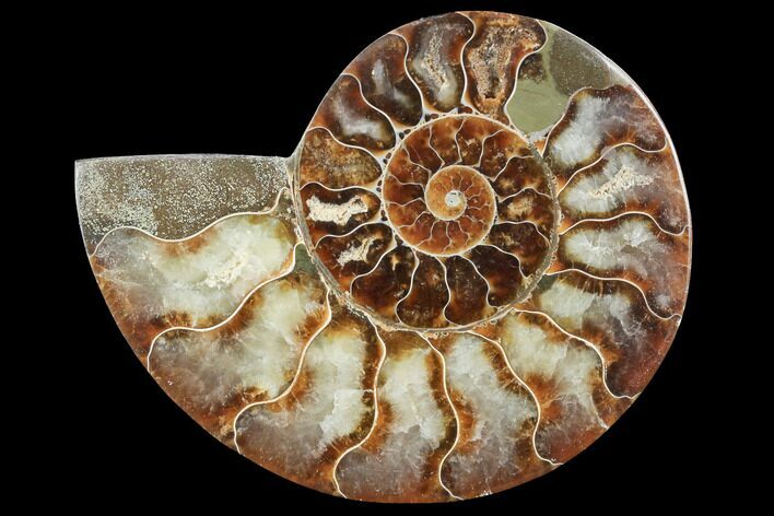 Agatized Ammonite Fossil (Half) - Madagascar #123276